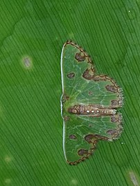 S. gerularia