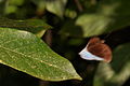 Papillon non identifié (Nymphalidae)