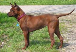 Chien thaïlandais à crête dorsale rouge.