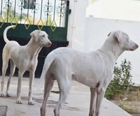 Two White rajapalayam dogs baby