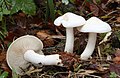 !Tricholoma lascivum!