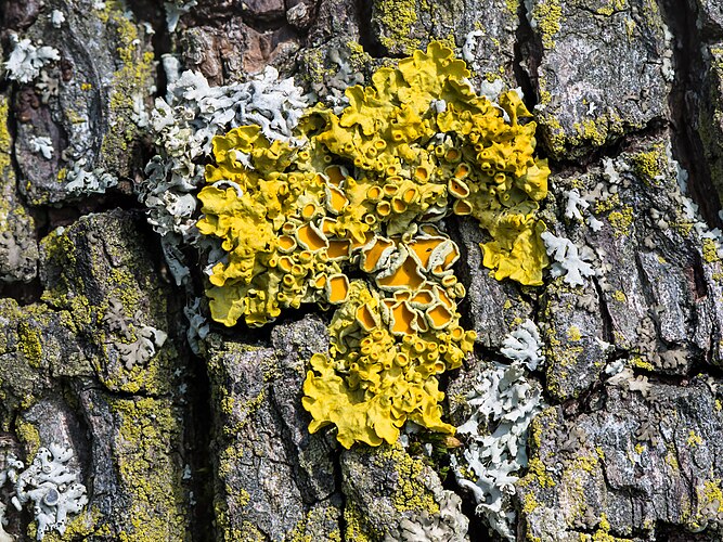 Ксантория настенная (Xanthoria parietina) на коре фруктового дерева