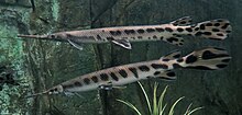 Longnose gar (Lepisosteus osseus)