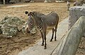 Zèbres de Grévy (Equus grevyi) (Zoo de la Palmyre)-2006