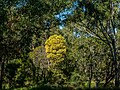 Acacia leiocalyx, 7th Brigade Park, Chermside, Queensland.