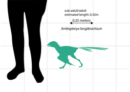 Ambopteryx longibrachium size comparison