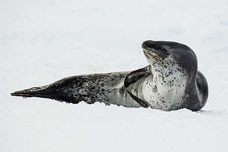 Leopard seal, by Godot13