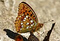 Vista inferior de uma borboleta Argynnini do gênero Argynnis.[1]