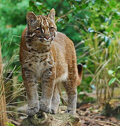 Asian golden cat