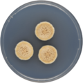 Aspergillus ochraceoroseus growing on CYA plate