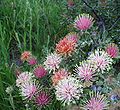 presentation of flowers on the one plant shoing the colour range as the flowers mature