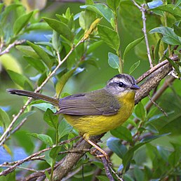 Коронник малий, (Basileuterus culicivorus)