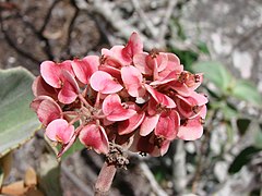 Begonia grisea