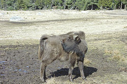 Image illustrative de l’article Réserve de bisons d'Europe de Sainte-Eulalie