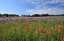 Kora27 mit Winterblaumohn im Landschaftsschutzgebiet Mulden- und Chemnitztal