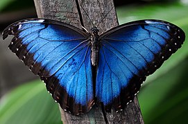 Morpho menelaus (femelle).