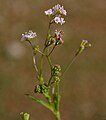 Boerhavia erecta in Hyderabad, India.