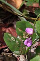 Haba de playa (Canavalia rosea)