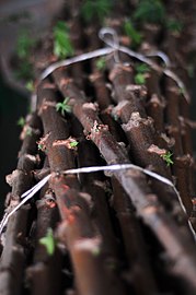 Cassava stakes