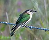 Shining Bronze Cuckoo on barbed wire fence