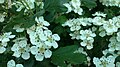 Single-seeded hawthorn (crataegus monogyna)