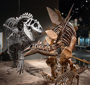 A Stegosaurus stenops and an Allosaurus fragilis from the Prehistoric Journey exhibit
