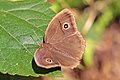 M. m. mineus, dry season form, Nepal