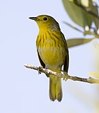 A Yellow Warbler in Zapata