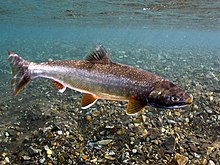 Underwater photo of Dolly Varden trout