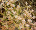 Dudleya viscida