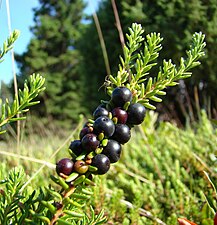 Varje kvist kan bära många frukter.