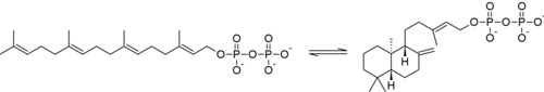 The partial cyclization of geranylgeranyl pyrophosphate to ent-copalyl pyrophosphate is catalyzed by ent-copalyl diphosphate synthase.