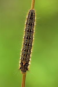 Euthrix potatoria caterpillar, by Iifar