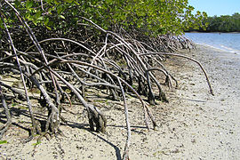 Mangrove.