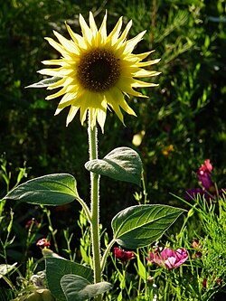 Helianthus annuus (girassol), uma eufilófita.