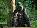 Gorille (Gorilla gorilla, Mammalia, Hominidae, Gorillinae)