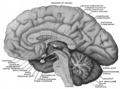 Mesal aspect of a brain sectioned in the median sagittal plane