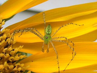 Male, Chesapeake, VA