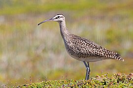 Oiseau de taille moyenne, dans les tons bruns, au long bec recourbé, posé dans de la végétation basse de type toundra