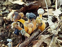 Several examples of yellow fungi colonized by brown spots at different stages of infestation