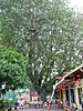 Jin Long Si Temple's 120-year old Bodhi Tree.