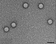 TEM micrograph of Enterovirus 71 virions. Scale bar, 50 nm.