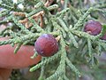 ビャクシン属の球果は液果になるJuniperus osteosperma