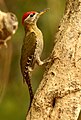 Kaeng Krachen Nat’l Park - Thailand