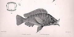 Description de l'image Lobochilotes labiatus.jpg.