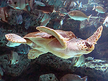 A loggerhead turtle in an aquarium tank.