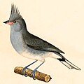Grey-crested finch