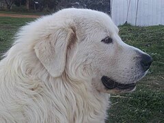 Bianco Cane da pastore maremmano abruzzese