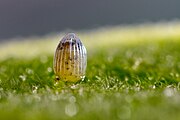 Egg, close-up view.