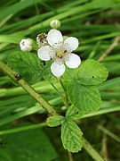 Feuilles trifoliées, bouton floral et fleur.